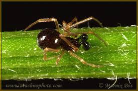 Attēlu rezultāti vaicājumam “Neottiura bimaculata female”