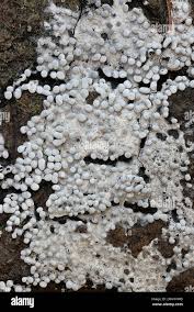 Attēlu rezultāti vaicājumam “Physarum diderma spores”