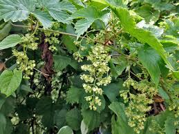 Attēlu rezultāti vaicājumam “Humulus lupulus”