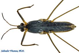 Attēlu rezultāti vaicājumam “Gerridae”