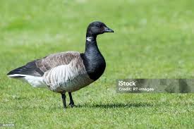 Attēlu rezultāti vaicājumam “Branta bernicla”