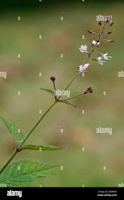 Attēlu rezultāti vaicājumam “Circaea lutetiana bud”