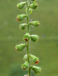 Attēlu rezultāti vaicājumam “Agrimonia eupatoria fruit”