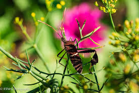 Attēlu rezultāti vaicājumam “Anethum graveolens leaf”