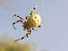 Attēlu rezultāti vaicājumam “Araneus marmoreus”