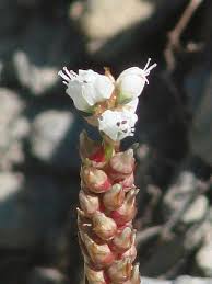Attēlu rezultāti vaicājumam “Bistorta vivipara flower”