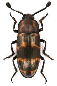 Attēlu rezultāti vaicājumam “Erotylidae”