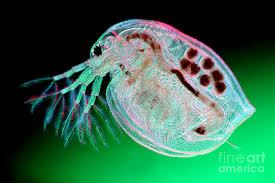 Attēlu rezultāti vaicājumam “Tubifera magna”