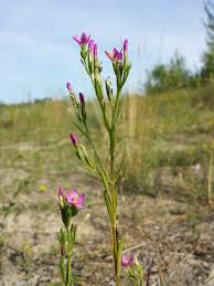 Attēlu rezultāti vaicājumam “Centaurium littorale flower”