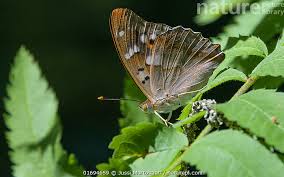 Attēlu rezultāti vaicājumam “Apatura ilia female”