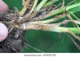 Attēlu rezultāti vaicājumam “Typhula erythropus”