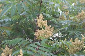Attēlu rezultāti vaicājumam “Rhus typhina flower”