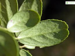Attēlu rezultāti vaicājumam “Vaccinium vitis-idaea leaf”
