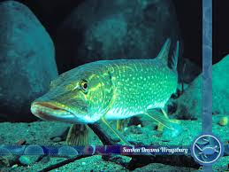 Image result for Wraysbury Dragons