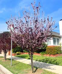 Attēlu rezultāti vaicājumam “Prunus (plum-tree)”
