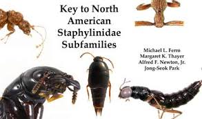 Attēlu rezultāti vaicājumam “Staphylinidae”