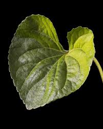 Attēlu rezultāti vaicājumam “Viola odorata leaf”
