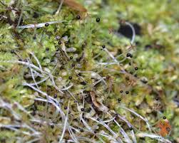 Attēlu rezultāti vaicājumam “Lophocolea bidentata”