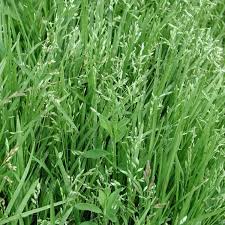 Attēlu rezultāti vaicājumam “Poa humilis”