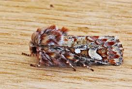 Attēlu rezultāti vaicājumam “Panolis flammea”