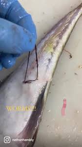 Image result for Platycephalus richardsoni