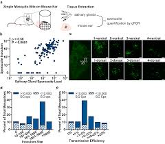 Attēlu rezultāti vaicājumam “Enteridium olivaceum plasmodium”