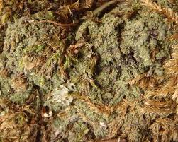 Attēlu rezultāti vaicājumam “Diachea dictyospora (syn. Craterium dictyosporum) spores”