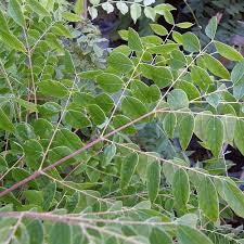 Attēlu rezultāti vaicājumam “Gymnocladus dioicus leaf”