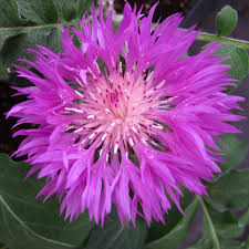 Image result for Flockenblume