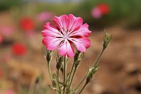 Attēlu rezultāti vaicājumam “Silene viscaria flower”