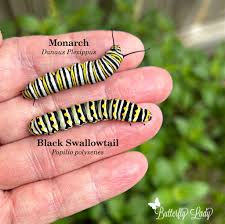 Image result for monarch caterpillar