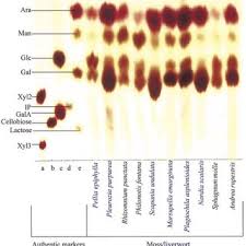 Attēlu rezultāti vaicājumam “Nardia scalaris cells”
