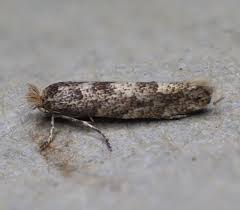 Attēlu rezultāti vaicājumam “Phyllonorycter apparella”