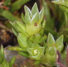 Attēlu rezultāti vaicājumam “Scleranthus annuus flower”