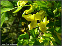 Attēlu rezultāti vaicājumam “Caragana arborescens flower”