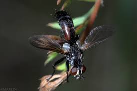 Attēlu rezultāti vaicājumam “Cylindromyia sp.”