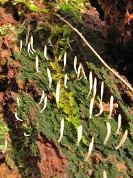 Attēlu rezultāti vaicājumam “Multiclavula mucida”