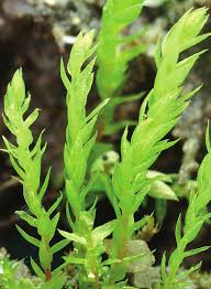 Attēlu rezultāti vaicājumam “Pohlia wahlenbergii sporophyte”