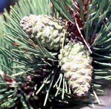 Attēlu rezultāti vaicājumam “Pinus nigra fruit”