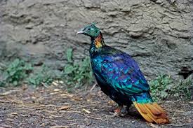 Attēlu rezultāti vaicājumam “Galliformes”