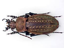 Attēlu rezultāti vaicājumam “Carabus cancellatus”