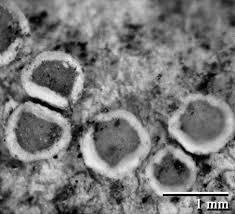 Attēlu rezultāti vaicājumam “Lecanora albella”
