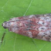 Attēlu rezultāti vaicājumam “Phycita roborella”