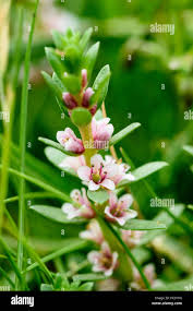 Attēlu rezultāti vaicājumam “Glaux maritima flower”