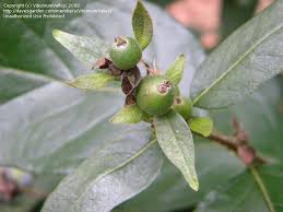 Attēlu rezultāti vaicājumam “Lonicera ferdinandii”