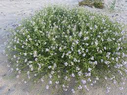 Attēlu rezultāti vaicājumam “Cakile maritima subsp. baltica flower”