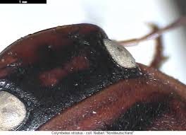 Attēlu rezultāti vaicājumam “Colymbetes striatus”