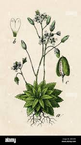 Attēlu rezultāti vaicājumam “Erophila verna leaf”