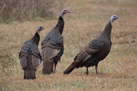 Attēlu rezultāti vaicājumam “Meleagris”