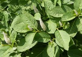 Attēlu rezultāti vaicājumam “Phytolacca acinosa leaf”